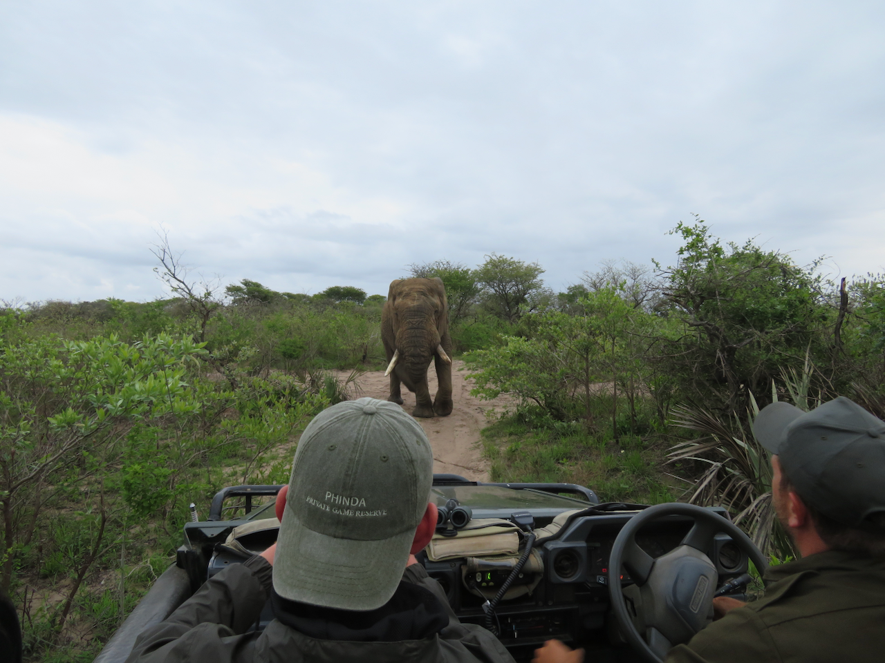 Elephant Encounter