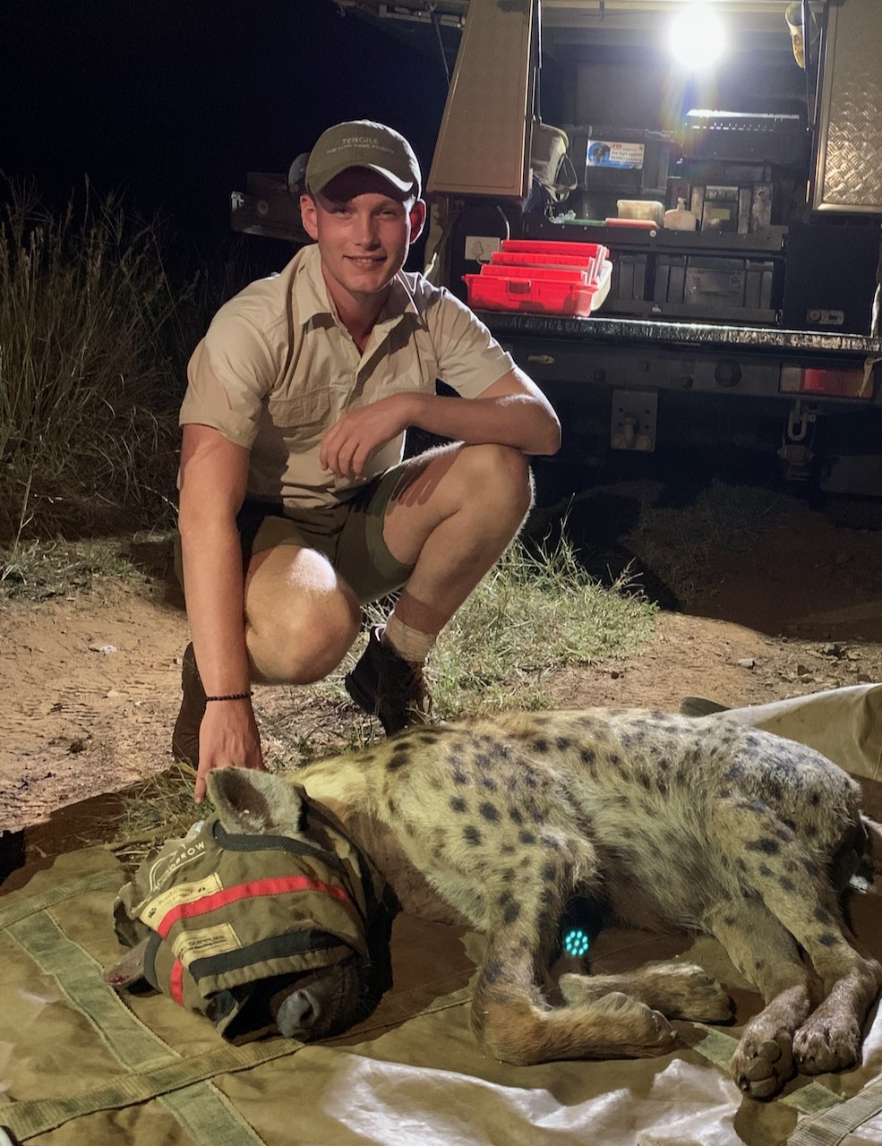 Spotted Hyena Collaring